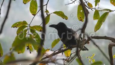 黑乌鸦坐在公园的树枝上。 慢动作关闭